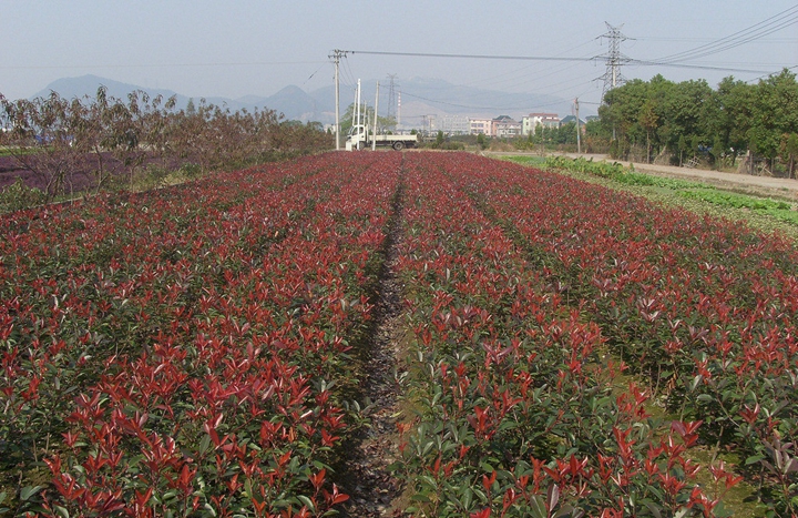 苗木基地